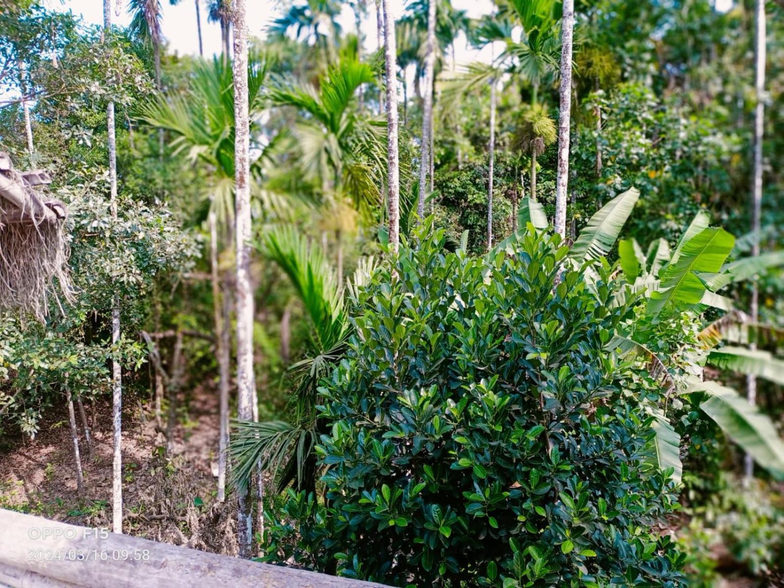 Streaming Valley Independent Coffee Estate Stay Madikeri Exteriör bild